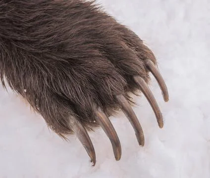 Powerful long sharp claws on the front paw of brown bear. Foto stock