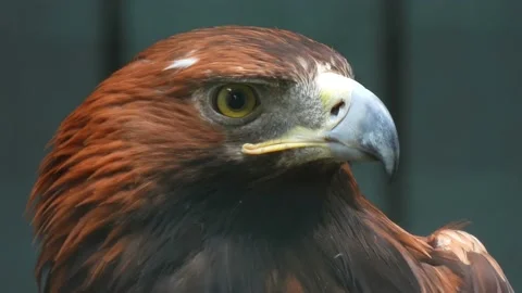 Powerful Look of Golden Eagle. Wild bird watching. Stock Footage 172275018
