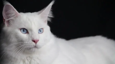 The Powerful Look of a White Cat Stock Footage 35496245