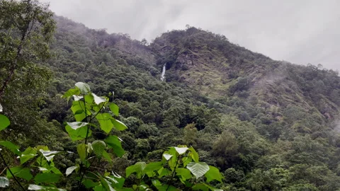 Powerful mountain creek running down through the foggy rainforest jungle in Maka Stock Footage 335168649
