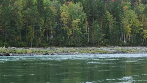 Powerful mountain river with a fast current. Vídeo Stock 259140708