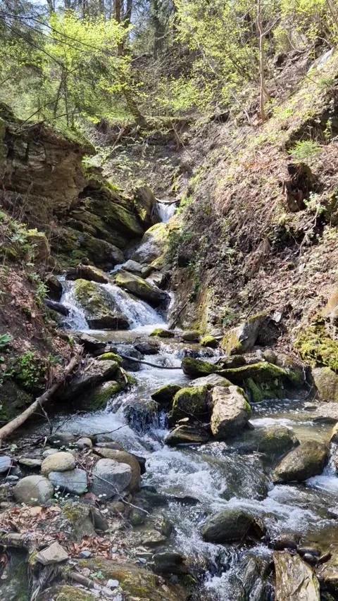 Powerful Mountain Stream in the Forest Video stock 312216279