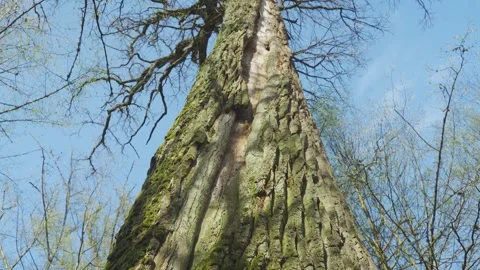 Powerful oak trunk with crack, covered with moss. Old dried mystical tree Stock Footage 302672590