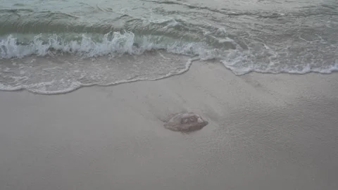 Powerful ocean waves nearly sweeping a cannonball jellyfish from the sandy beach Stock Footage 345689618