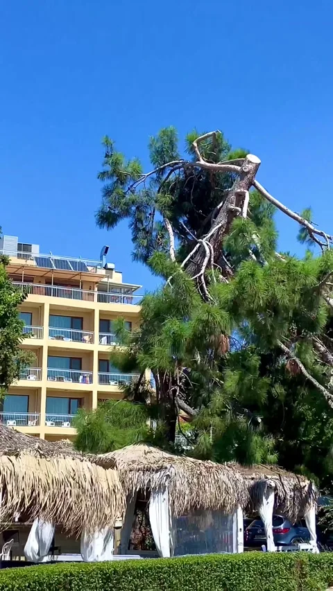 A powerful old tree without top amazes with its power and beauty. Stock Footage 252151081