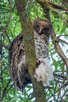 Powerful Owl Stock Photos