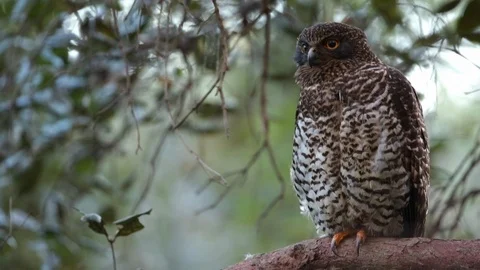 Powerful Owl sits on tree branch on windy day. Video stock 107187033