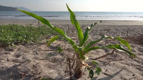 A powerful palm tree sprout Stock Footage 344880621
