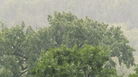 Powerful pouring rain against the background of green trees. Climate change. Stock Footage 94065119