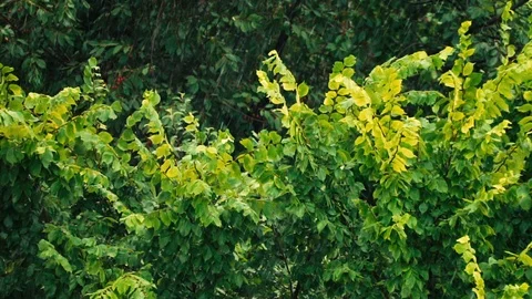 Powerful pouring rain against the background of green trees. Climate change Video stock 111389258