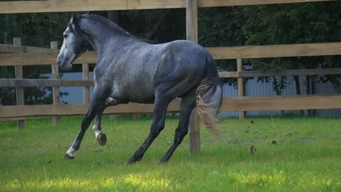 Powerful PRE stallion in paddock 動画素材 116631073