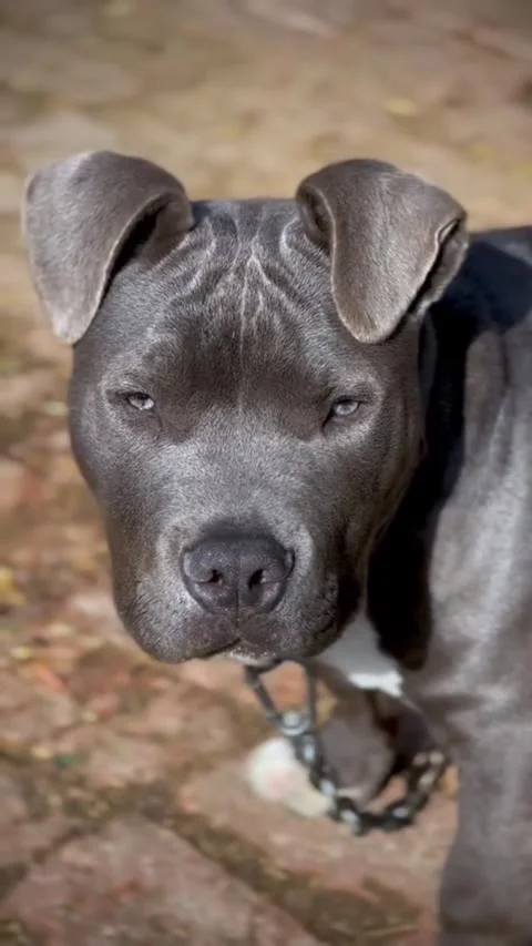 Powerful Purebred Bully Puppy on Brick Path in Natural Daylight Stock-Footage 332870541
