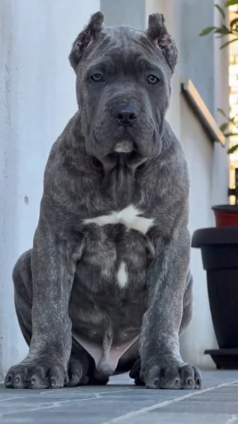 Powerful Purebred Cane Corso Puppy with Alert Expression Video stock 332870537
