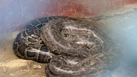 A powerful python coiled tightly, showcasing its distinctive pattern, resting Stock Photos