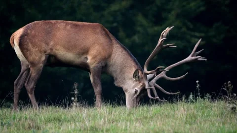 Powerful Red Deer Stag Grazing – 4K Wildlife Stock-Footage 320935936