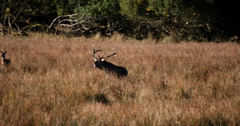 Powerful red stag deer running Stock-Footage 120995526