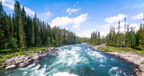 Powerful River Rapids Flowing Through Dense Pine Forest Stock Photos