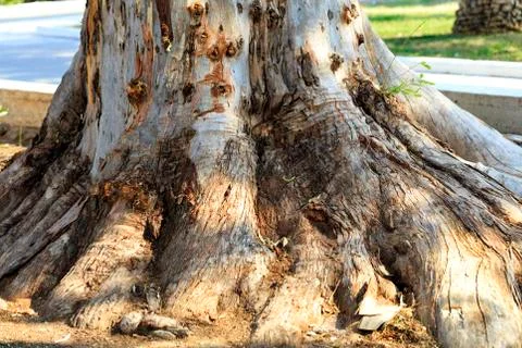 Powerful root system and texture of the roots of eucalyptus in an old park. Stock Photos