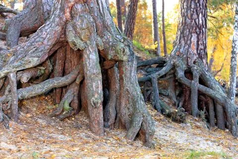 The powerful root system of the old pine and the texture of the roots in the Stock Photos