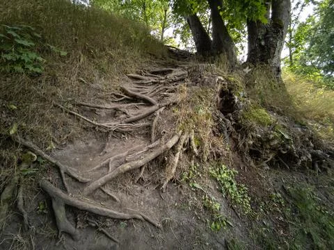 Powerful roots of an old tree on the mountain. Summer landscape. Stock Photos