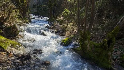Powerful Rushing Forest Stream with Mossy Trees and Rocks Stock Photos