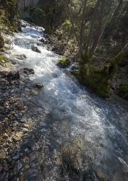 Powerful Rushing Forest Stream with Mossy Trees and Rocks Stock Photos