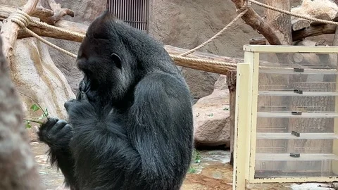 Powerful silverback gorilla close-up sits quietly and eats a green twig. 4K Stock Footage 205156137