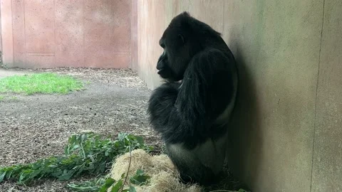 Powerful silverback gorilla close-up sits quietly and eats a green twig. 4K. Stock Footage 205176870