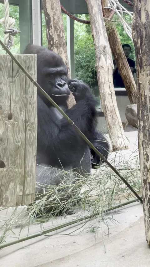 A powerful silverback gorilla sitting comfortably among wooden logs and branches Stock Footage 341121123
