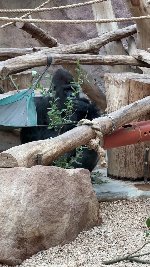 Powerful silverback gorilla. Stock video clip. 4K. Stock Footage 208453054