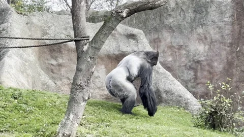 Powerful silverback gorilla. Stock video clip. 4K. Stock Footage 220554673