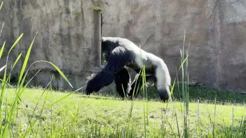 Powerful silverback gorilla walking on the grass. Stock video clip. 4K. Stock Footage 203893651
