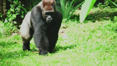 Powerful silverback gorilla walking at Ragunan Zoo. Stockbeeldmateriaal 229941326