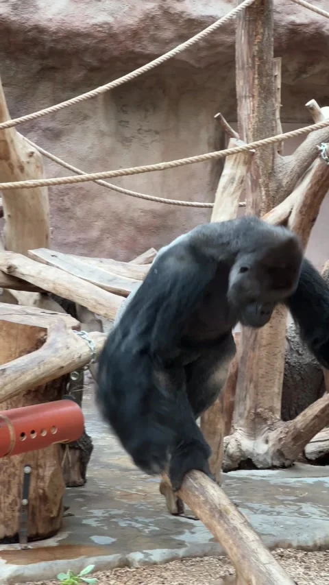 A powerful silverback gorilla walks his property in search of food. Stock video. Stock Footage 208452884