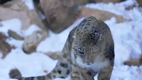 Powerful snow leopard inspects surrounding snowy ground 動画素材 321770788