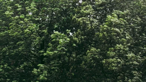 Powerful Storm Blows Through Trees Stock Footage 310295938