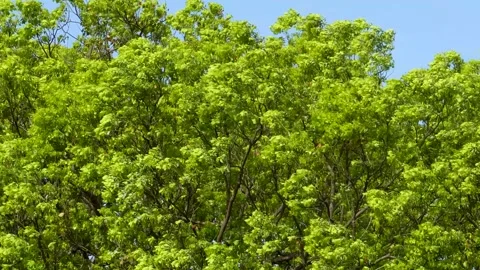 Powerful Strong Wind Moving Trees and Nature Landscape Stock Footage 336765407