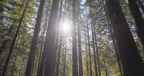 Powerful Sunlight Breaking through trees in Alpine Forest in Switzerland Stock Footage 169902906