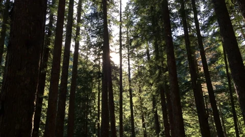 Powerful Sunlight Pentrating into Forest Stock Footage 158361312