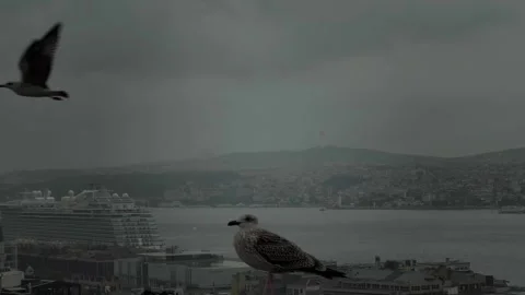 A powerful symbol of freedom, an eagle graces a Turkish building with its 動画素材 250127302