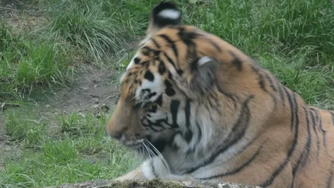 A powerful tiger close-up. The gaze of a tiger. Stock Footage 207805948