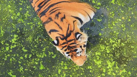 Powerful tiger drinking from algae covered pond, aerial safari park view Foto stock