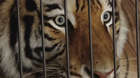 Powerful tiger staring through vertical metal bars, with striking pale eyes Stock Footage 342762396
