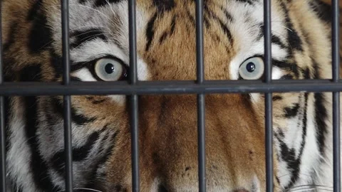 Powerful tiger staring through vertical metal bars, with striking pale eyes Stock Footage 343400270