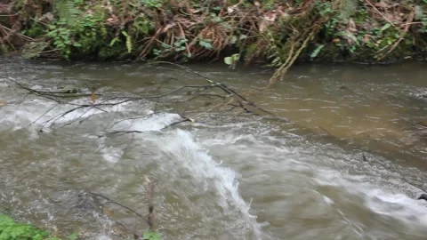 Powerful Torto river rushing through wild forest after haeavy rainfall 库存影片 332636976