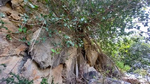 Powerful Tree Roots Growing Through Solid Rock in Mountainous Terrain Foto stock
