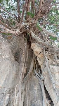 Powerful Tree Roots Growing Through Solid Rock in Mountainous Terrain Stock Photos