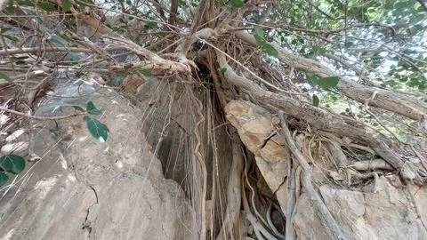 Powerful Tree Roots Growing Through Solid Rock in Mountainous Terrain Foto stock