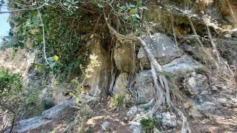 Powerful Tree Roots Growing Through Solid Rock in Mountainous Terrain Stock-Fotos