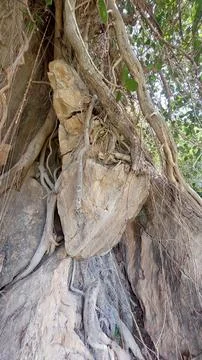 Powerful Tree Roots Growing Through Solid Rock in Mountainous Terrain Stock Photos